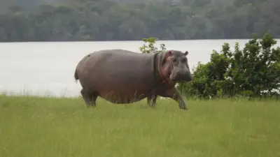Loango National Park - Western Gabon, Gabon