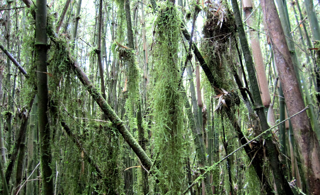 Bamboo Forest & Hidden Caves