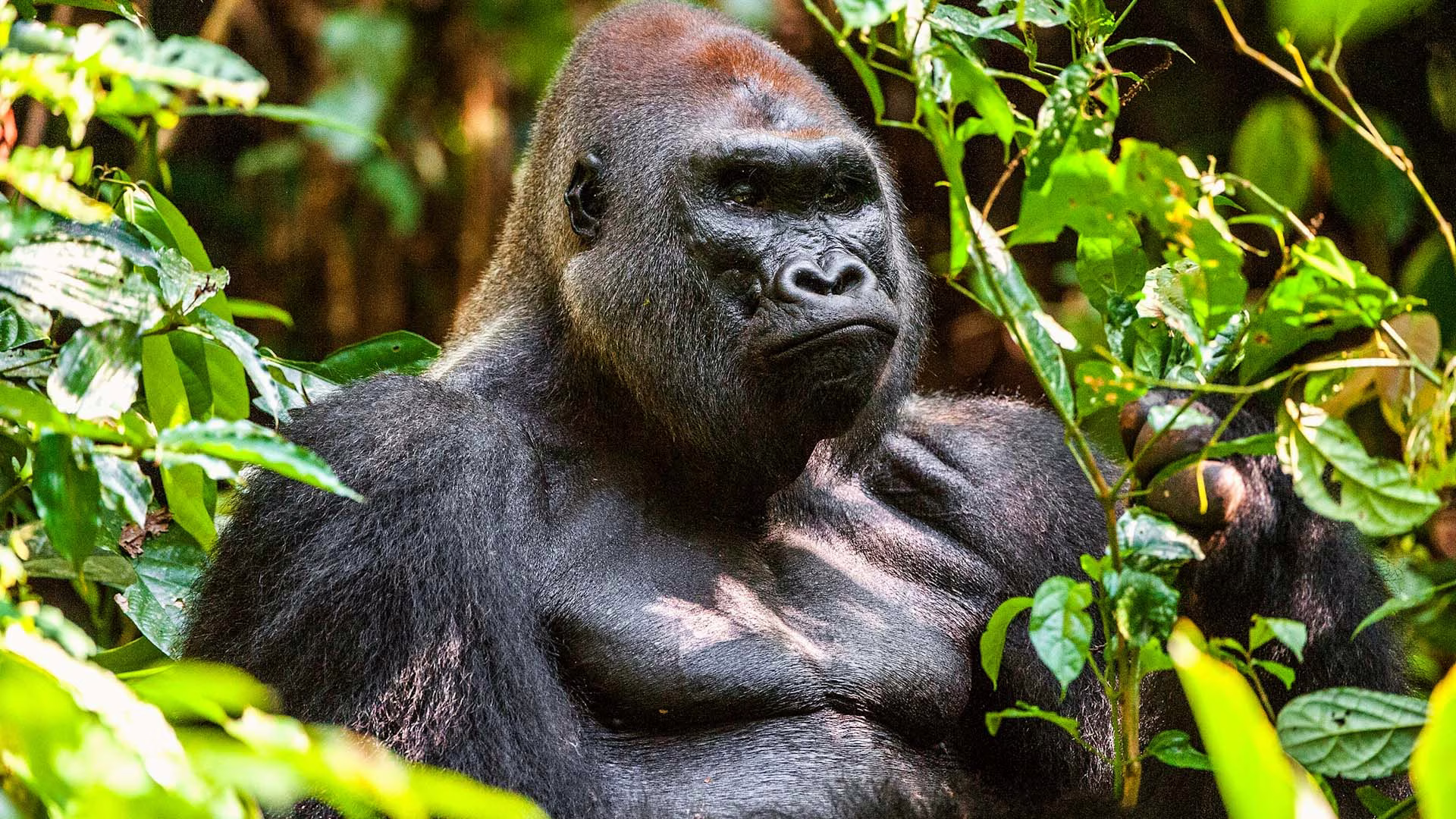 Dzanga-Sangha Gorilla Tracking (8 Days)