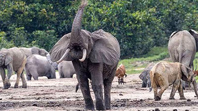 Cameroon vacation Safari