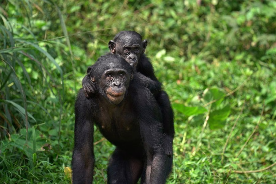 Visite du Sanctuaire Lola ya Bonobo (3 Jours)