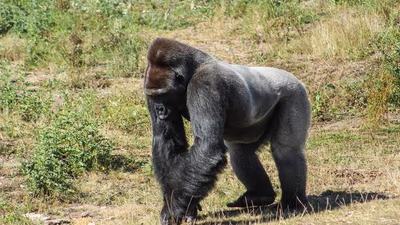 Safari Classique Gabon 12 Jours (Confort)