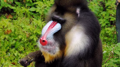 Gabon: Un Voyage à Travers la Nature et la Faune 6 Jours