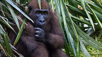 Gabon: Gorilles et Plus, 5 Jours