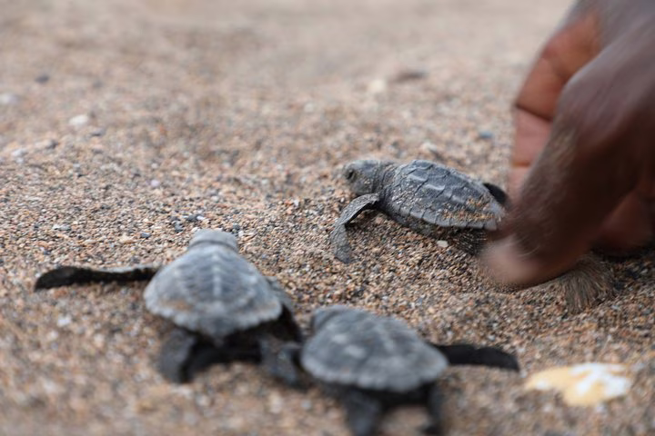 Praia Jalé Turtle Conservation